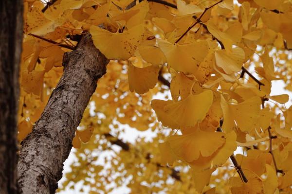 北京通州本地人經常去的三座公園,各有特色,很值得玩 北京通州本地人經常去的三座公園,各有特色,很值得玩