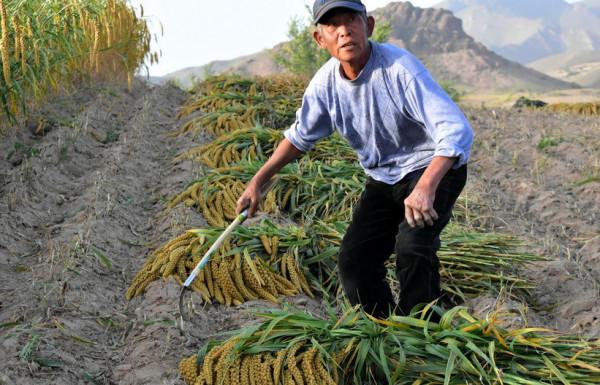 秋天裡的故事：割穀子的那天