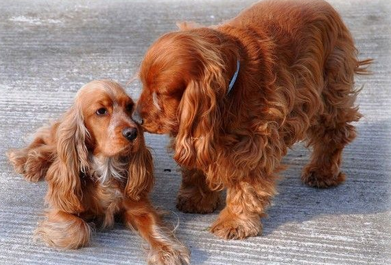 可卡犬要怎麼養?幾種方法教給你 可卡犬要怎麼養?幾種方法教給你