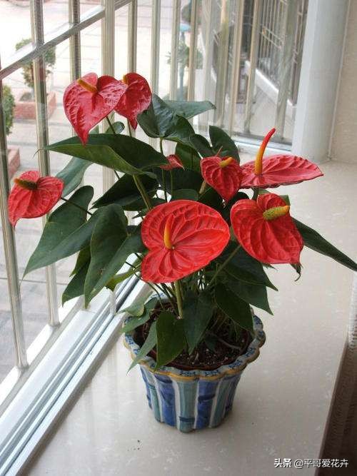 家裡採光差？推薦4種“耐陰花”，隨便養幾盆，照樣很“上檔次”