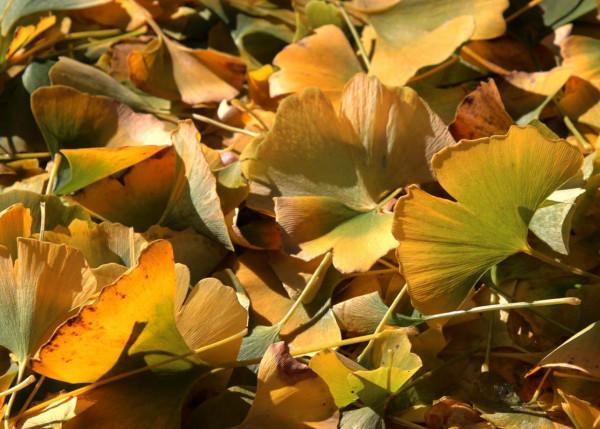 一場風雪,北京釣魚臺鋪就“金色大道” 一場風雪,北京釣魚臺鋪就“金色大道”
