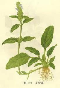 平常人們所說的上火怎麼來判斷? 平常人們所說的上火怎麼來判斷?