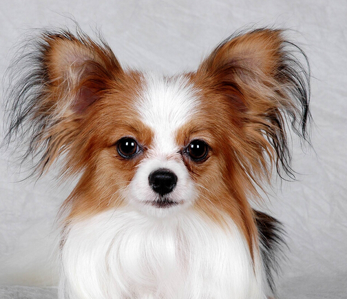 狗界智商前8名，你能猜對幾個？可能你家也在養