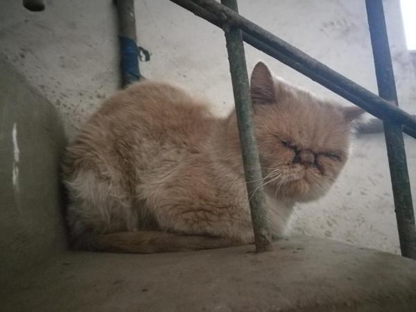 貓界中,這些貓“棄養率”最高,橘貓排名第一 貓界中,這些貓“棄養率”最高,橘貓排名第一