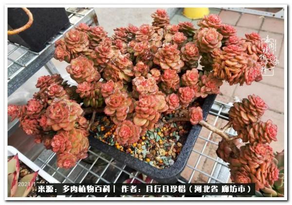 多肉的前世今生——論那些多肉的變化