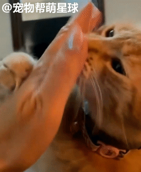 貓朋友要被鄰居送進收容所震驚了網友,她這樣霸氣回應 貓朋友要被鄰居送進收容所震驚了網友,她這樣霸氣回應