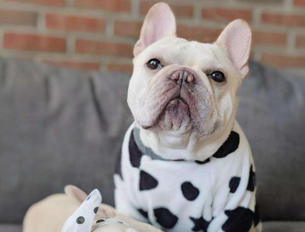 這幾種狗身上味道很大，名副其實的&OpenCurlyDoubleQuote;臭狗&rdquo;