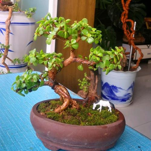 張大姐的金枝玉葉兩年成了老樁，來看看養護方法吧