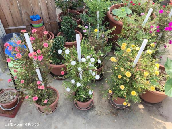 三棵太陽花 三棵太陽花