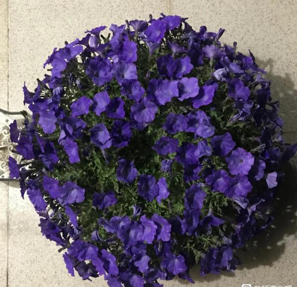 矮牽牛花，要想開花爆盆，就要大剪大修，有舍才有得