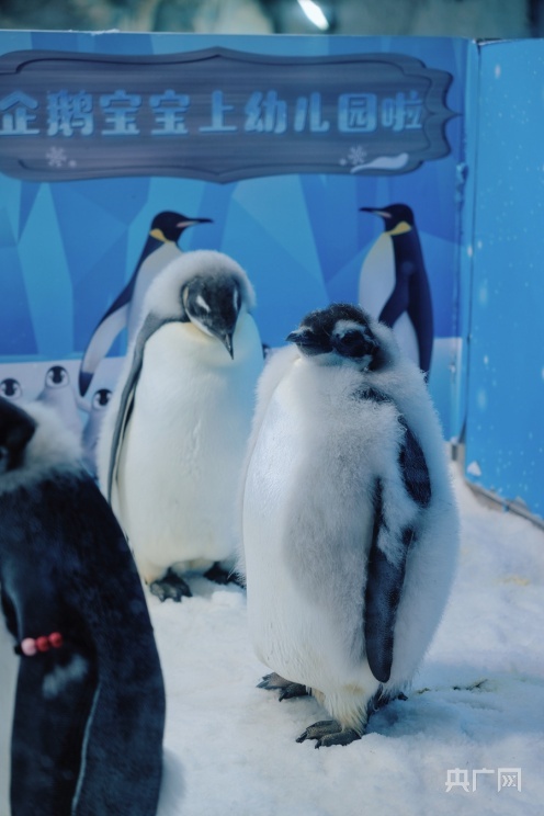身著“花外套”！看11只新生帝企鵝寶寶怎麼在廣東“過冬”？