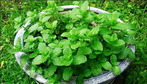 能“養人”的四種花，好養不怕熱，可涼拌可泡茶，還能驅蚊子