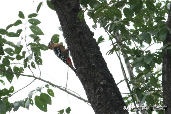 在北京常見的四種啄木鳥-灰頭綠、大斑、星頭和棕腹啄木鳥