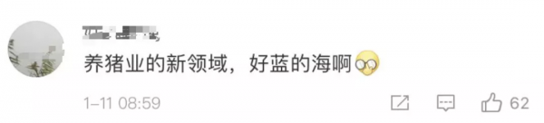 全球首例！美國57歲男子成功移植轉基因「豬心」，異種移植創奇蹟