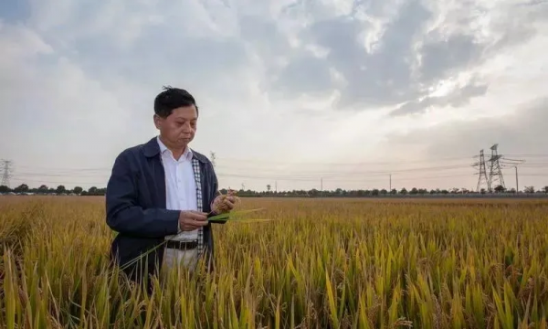 稻水矛盾,破解何方? 稻水矛盾,破解何方?