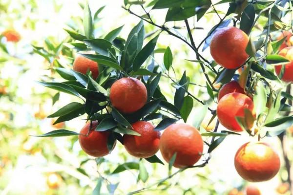 吃健康美味的水果，打卡美麗的景點，過甜蜜幸福的生活