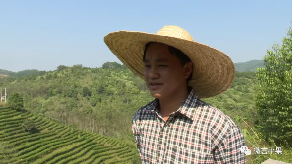 四塘鎮：大力發展“茶葉經濟” 助推鄉村振興