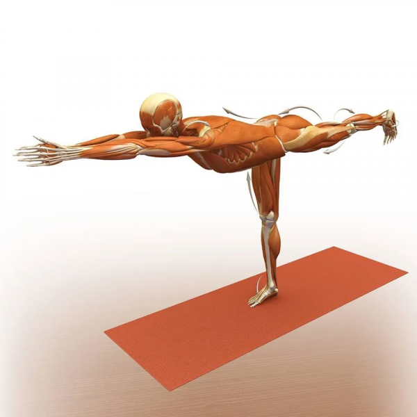 練瑜伽，這些解剖常識你要知道（附28個常見體式解剖圖）