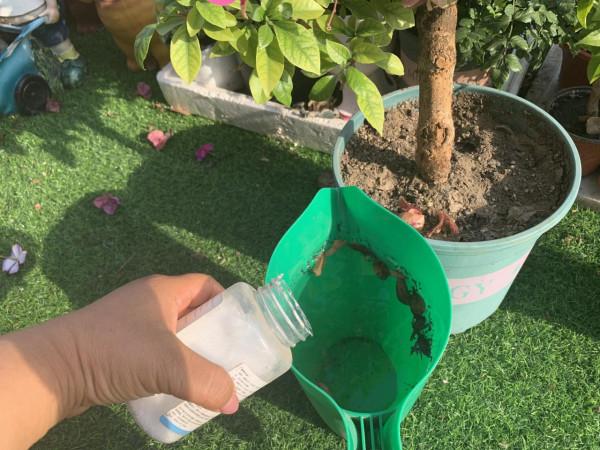 8種花是&OpenCurlyDoubleQuote;醋罈子&rdquo;，半月一杯醋，不黃葉，花開爆