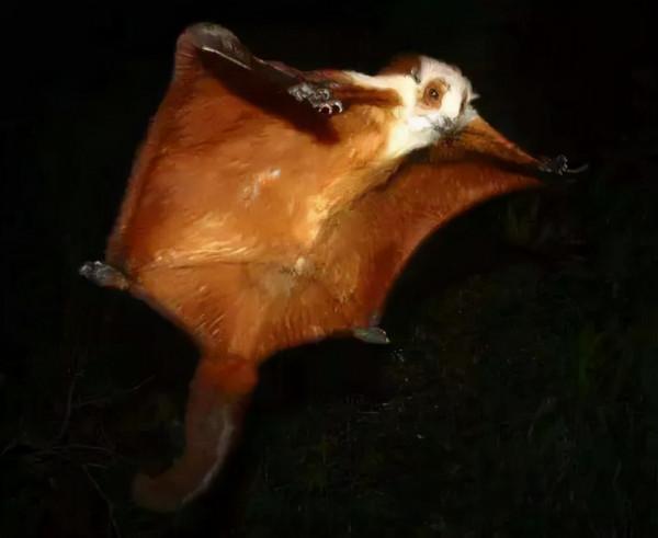 年少曾是獵人之飛鼠