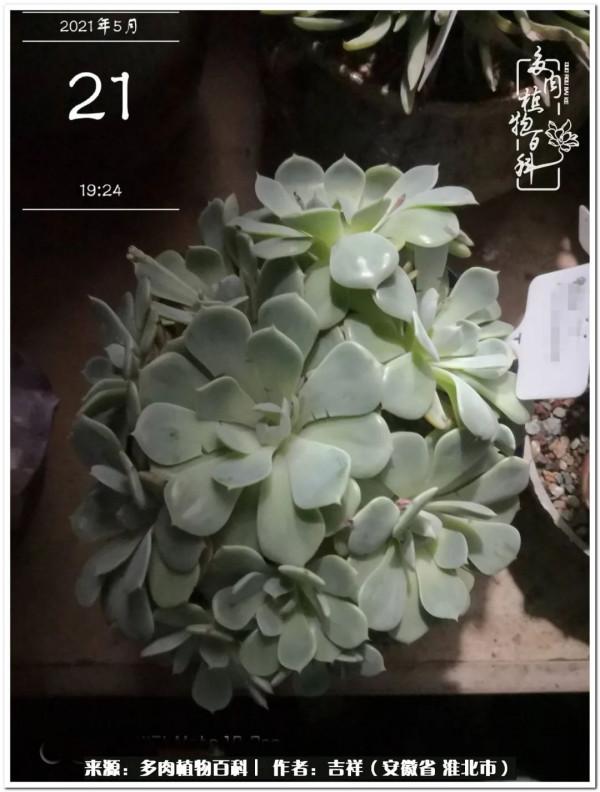 時光清淺,取些許美好,與多肉相伴,守一份心淨 時光清淺,取些許美好,與多肉相伴,守一份心淨