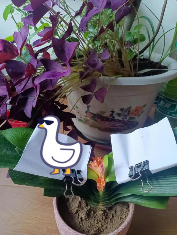 君子蘭啊君子蘭，一言不合你就不出來了，我都想把你揪出來