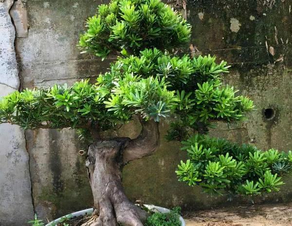 有院子就種“五種樹”,“老祖宗”留下的吉祥話,不是沒有道理 有院子就種“五種樹”,“老祖宗”留下的吉祥話,不是沒有道理