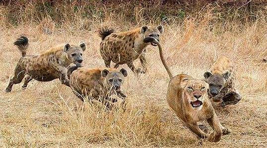 花豹收留落魄鬣狗,花豹遭遇危險時,鬣狗竟捨命去救恩公!紀錄片 花豹收留落魄鬣狗,花豹遭遇危險時,鬣狗竟捨命去救恩公!紀錄片