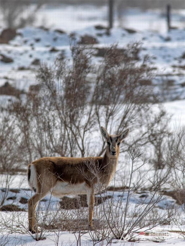 鵝喉羚漫步火燒山油田