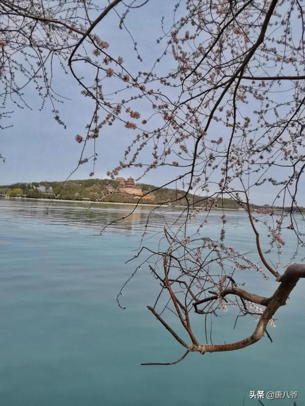 初春的頤和園桃花怒放千萬朵，色彩鮮豔紅似火