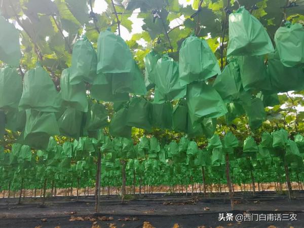 僅僅因為葡萄和草莓新品種流入中國，日本政府為啥就急紅了眼？