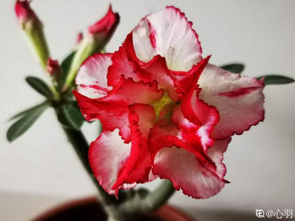 4種花天生“窮命”，環境越差長得越好，十分好養