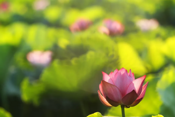 你在哪天出生，就是哪朵花，美到極致