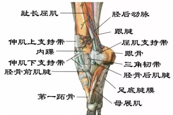 足跟痛——從原理到治療 足跟痛——從原理到治療