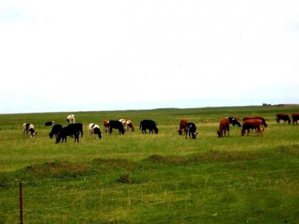 太陽啊 我終於&period;&period;&period;&period;&period;&period;崑崙山之&mdash;&mdash;高原的人&period;動物&period;草原 美美美