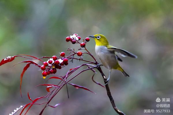 萌萌可愛小精靈——繡眼鳥