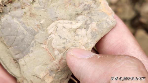 「化石探索」第9期：尋甸化石之旅（三）