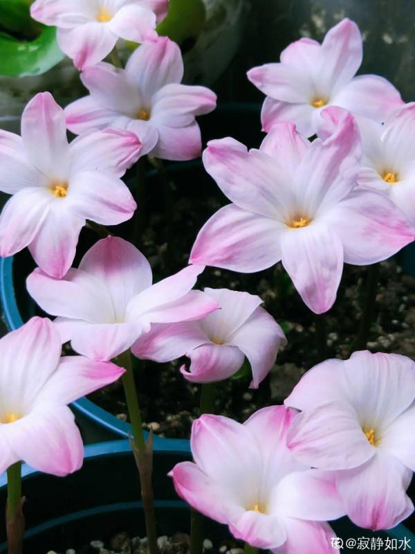 30℃高溫，“胖麗麗”丟院子裡，照樣開不停，真堅強