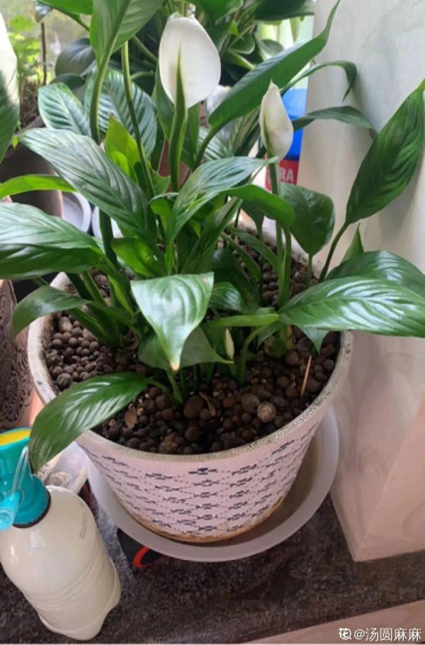 臥室養4種花，一覺睡到天亮，養人養身心