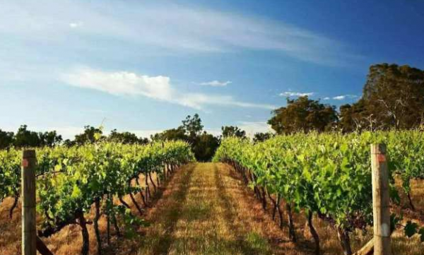 山西煤老闆花1300萬去迪拜體驗貴族生活，當地土豪：有錢也沒地位