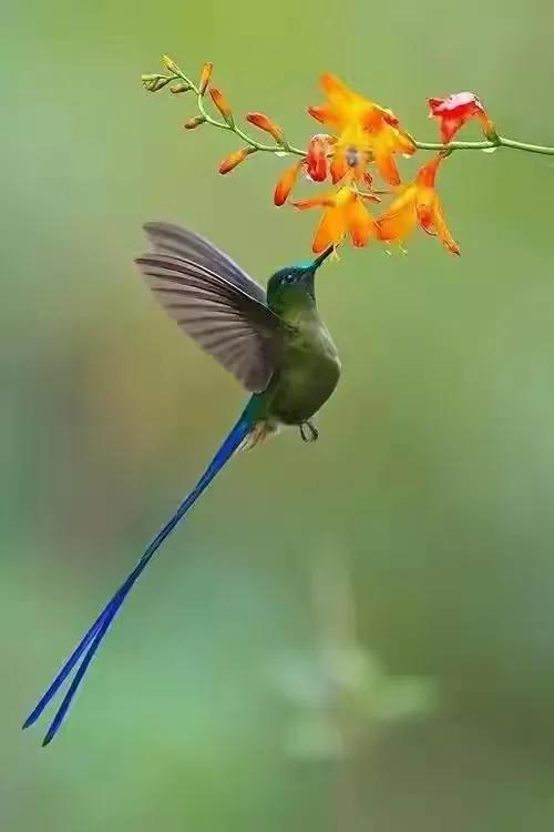 分享圖片&mdash;&mdash;可愛的小小鳥兒