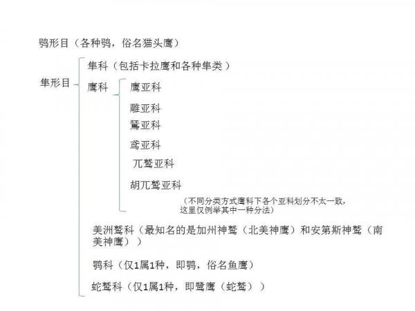 鷹和隼是同一個物種嗎,如何區分鷹和隼之間的差異? 鷹和隼是同一個物種嗎,如何區分鷹和隼之間的差異?