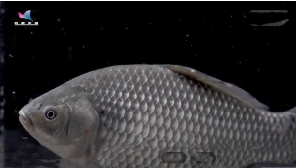 年年有餘：魚小刺多，燉湯卻好喝