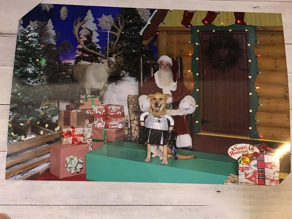 上班沒氣氛,老闆要求帶狗上班,這樣的公司還招不招人? 上班沒氣氛,老闆要求帶狗上班,這樣的公司還招不招人?