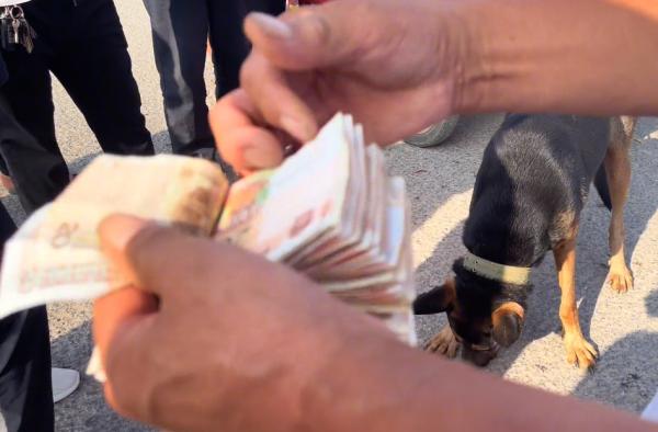 河南:900塊!大叔臨別拍著狗狗腦袋,讓回頭的狗狗跟著狗販享福 河南:900塊!大叔臨別拍著狗狗腦袋,讓回頭的狗狗跟著狗販享福