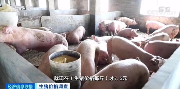 生豬價格跌破8元！接下來走勢？