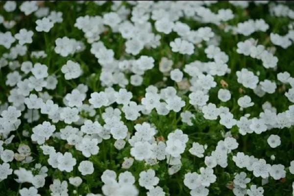 走進藍色海洋,你就是女王!嬰兒的蘭眼睛—喜林草。挺住,別迷路 走進藍色海洋,你就是女王!嬰兒的蘭眼睛—喜林草。挺住,別迷路