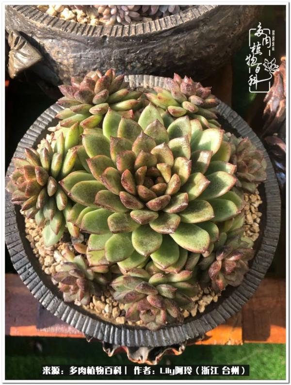 多肉是一個人的狂歡，小城多肉花壇準備出道啦