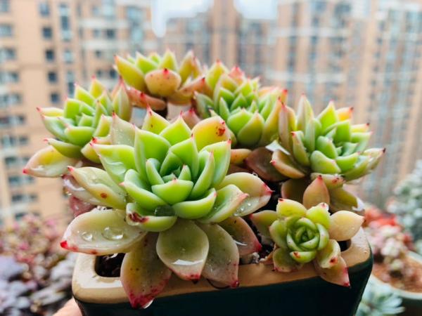 秋冬季缺不了的9種花，南北方都能養，現在準備不算遲