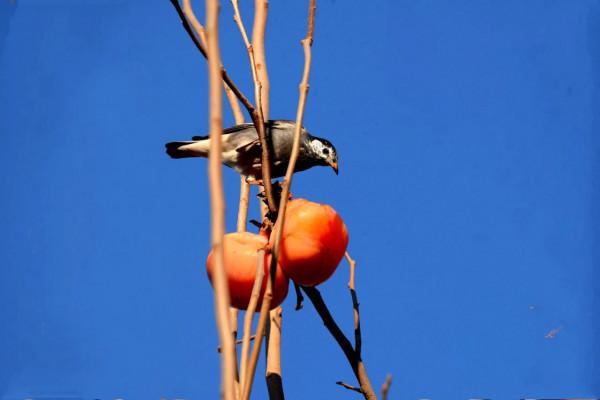 景山偷吃柿子 景山偷吃柿子